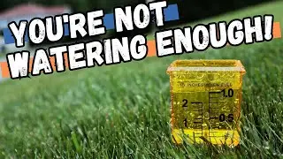 LAWN WATERING TIPS - How to properly water your lawn 💦 - irrigation tips to prevent heat stress!!