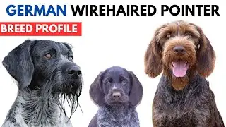 German Wirehaired Pointer Breed Profile History - Price - Traits - Deutsch Drahthaar Grooming Needs