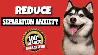 Separation Anxiety Music for Dogs | DOG RELAXATION