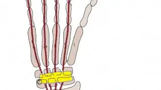 HAND MUSCLES