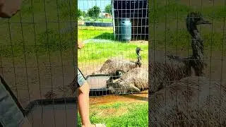 Do Emus Like Water? #emu