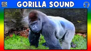 🦍 GORILLA SOUND - GORILLA SOUND EFFECT - SOUND OF GORILLA - NOISE OF GORILLA