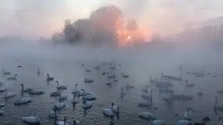 Звуки природы, лебеди