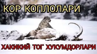 Хайвонлар хакида Кор Коплони Дахшатли йирткич 