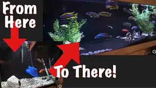 My Tips for Moving Fish from Quarantine to Main Show Tank (When? How? Why?)