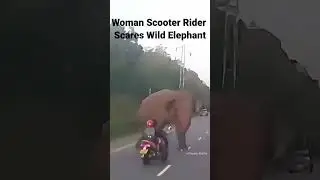 Elephant vs Woman Rider #shorts