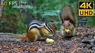 Cat TV for Cats to Watch: Play with Beautiful Birds, Squirrels & Chipmunks 😻 4K