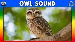 🦉 OWL SOUND - OWL SOUND EFFECT - SOUND OF OWL - NOISE OF OWL