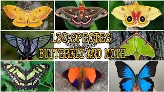 WHICH ONE DO YOU THINK IS THE MOST BEAUTIFUL?. | 130 SPECIES OF BUTTERFLY & MOTH