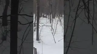 Лось отдыхает