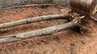 RV Guy Cuts Trees Not good