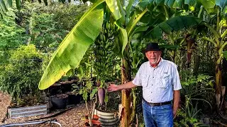 Update on the Bananas at Deep South Texas