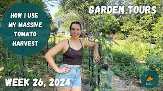 Harvesting in the SC heat (lazy gardening) | Garden Tour WEEK 26, 2024