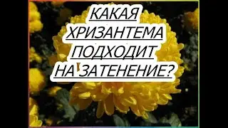 КАКАЯ ХРИЗАНТЕМА ПОДХОДИТ НА ЗАТЕНЕНИЕ?