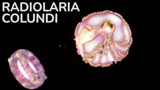 Colundi  - Sound Reactive Radiolaria