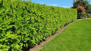 Why Choose Cherry Laurel Hedge?