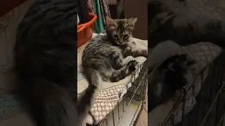 Сафира. милый котенок очень нуждается в семье 