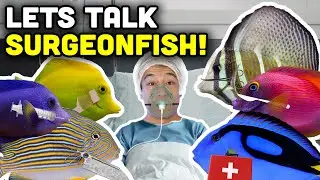 Talking Fish: Surgeonfish, Tangs and The Acanthuridae Fish Family!