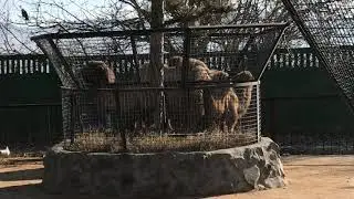 Лапушкин заважничал) Тайган Camel family. Taigan