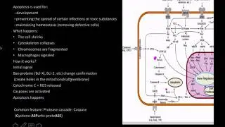 Apoptosis