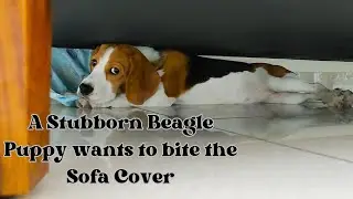 A Stubborn Beagle Puppy wants to bite the Sofa Cover - Beagle Puppy Videos #beagle #funnydogvideos