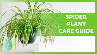 SPIDER PLANT Care Tip 🌿 Watering, Soil, Propagation & More 💦