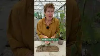 Important Propagation Tip for Salvia & Mint Plants | Why Your Cuttings Fail