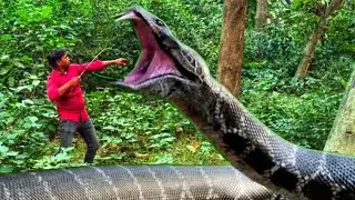 Anaconda Snake Attack on Travel village boy in forest, Anaconda Snake Attack Part-3