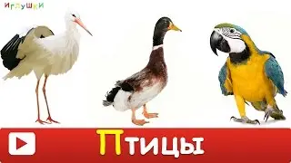 [ ПТИЦЫ для ДЕТЕЙ 1 часть ] с ГОЛОСАМИ. Развивающие ВИДЕО про птиц для детей в HD