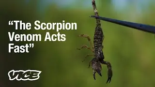 Smoking Scorpions in Pakistan