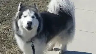 Husky imitates siren after hearing ambulance drive by 