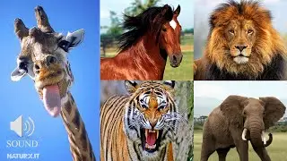 I versi degli animali | Animal sounds