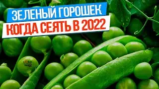 Когда сажать горох в 2022 году, для лучшего урожая