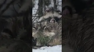 Raccoon dog: Ussuri fox 😍 