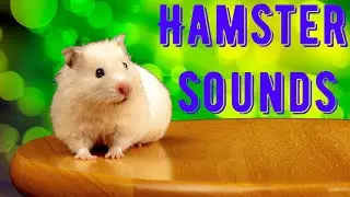 Hamster Sounds