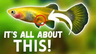 Is Your Guppy Pregnant? How To Know WHEN A Guppy Will Give Birth