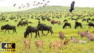 4K African Wildlife : The Great Wildebeest Migration - Scenic Wildlife Film With Real Sounds