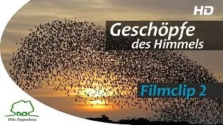 GESCHÖPFE DES HIMMELS - Filmclip 2 - 