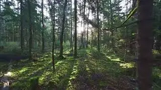 Sunset in the woods through the forest, 4K | Premium Stock Video |Without watermark | Cinematic shot