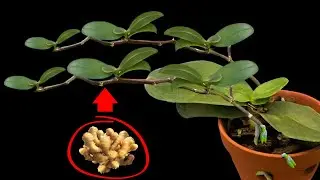 How to propagate magical orchids quickly and instantly