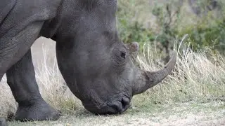 Rhinos eats Grass