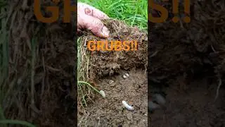 PROTECT YOUR LAWN FROM GRUBS! #lawncare #shorts