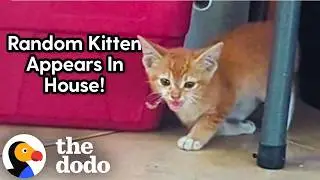 Woman Finds A Kitten With Broken Leg In Her House | The Dodo