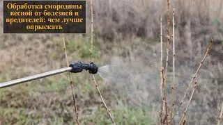 Обработка смородины весной от болезней и вредителей