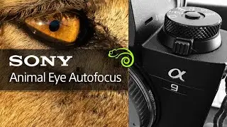 Sony Animal Eye Autofocus