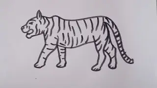 How to draw a Tiger/easy drawing step by step