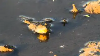 sonneur à ventre jaune