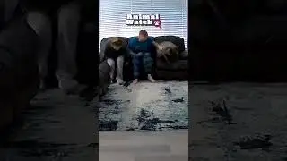 🚨Funniest Animal OOPSIES Caught On Camera 😹