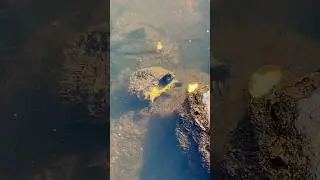 Hello Friend #turtle #animalshorts #naturelovers