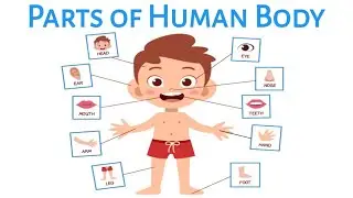 Parts of body | Parts of body name in english | Human body parts with pictures